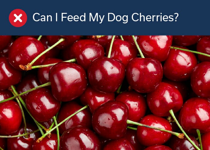 can I feed my dog cherries?