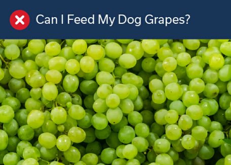 Can I Feed My Dog Grapes