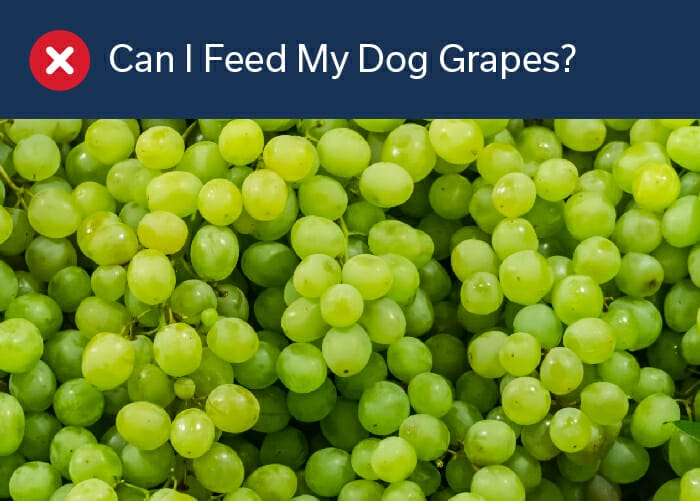 can I feed my dog grapes?