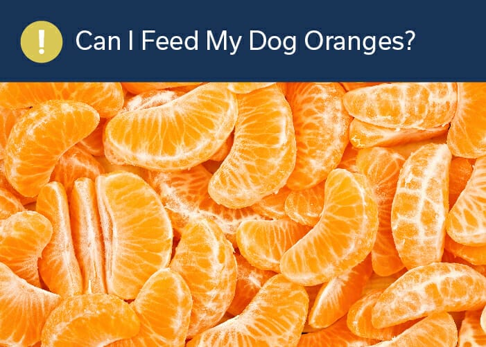 Can you hotsell give dogs oranges