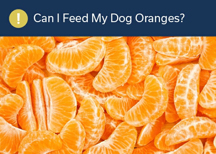 can I feed my dog oranges?