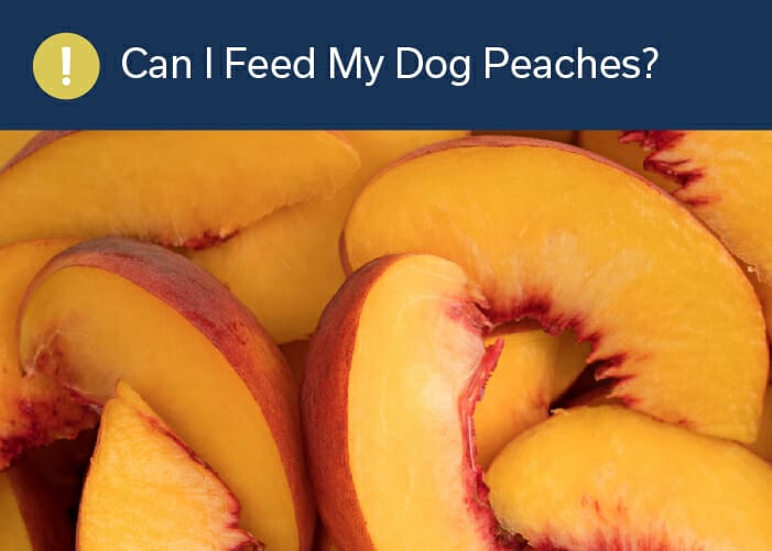 can I feed my dog peaches?