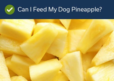 Fruits Your Dog Can Eat - Pineapple
