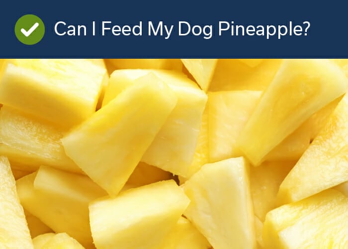 Can I feed my dog pineapple?