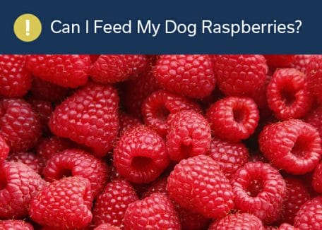 Can I Feed My Dog Raspberries