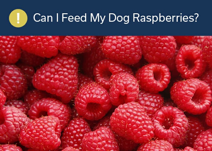 can I feed my dog raspberries?
