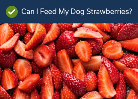 Fruits Your Dog Can Eat -Strawberries