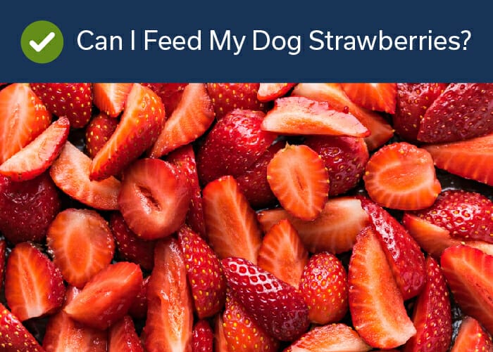 can I feed my dog strawberries?