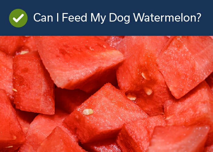 can I feed my dog watermelon?