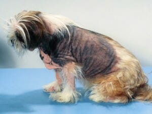 Canine atopic dermatitis treatment Clearance