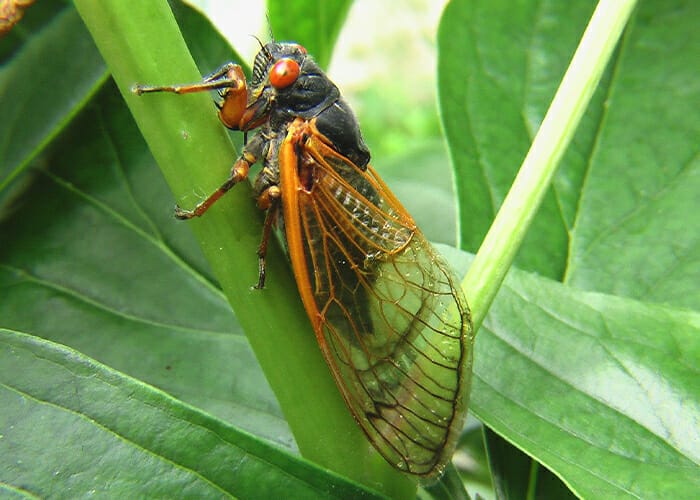 Cicadas and Your Pet - Cicada on a leaf