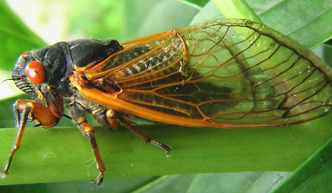 Cicadas and Your Pet: Are they Dangerous?