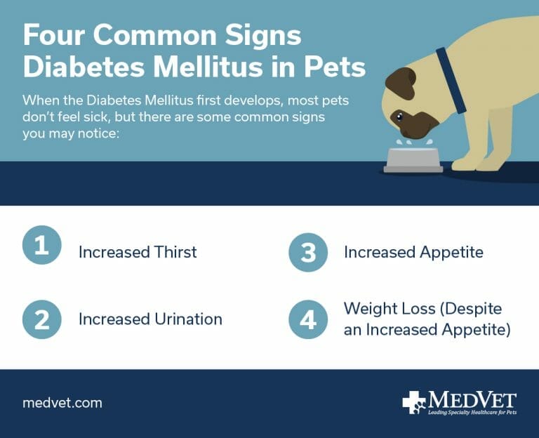 Canine diabetes outlet treatment