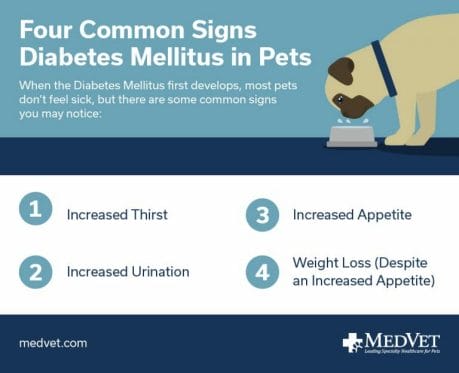 Diabetes Mellitus in Dogs and Cats - Signs, Diagnosis, and Treatment - Four Common Signs