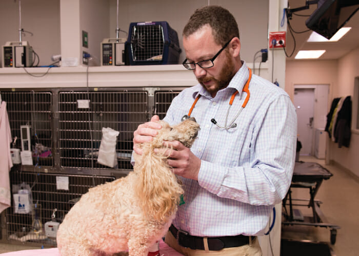 Mellitus_Veterinary Internist examining dog.