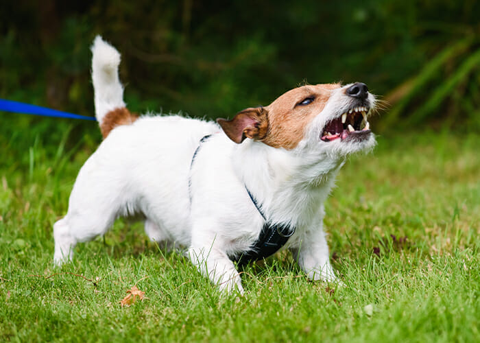 Dog Bite Prevention - Dog growling