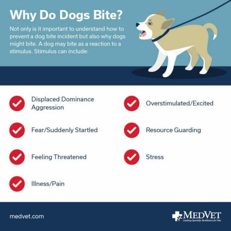 Preventing Dog Bites - Why Do Dogs Bite
