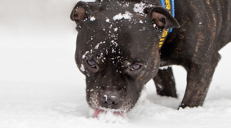 Pet Cold Safety - Dog eating snow