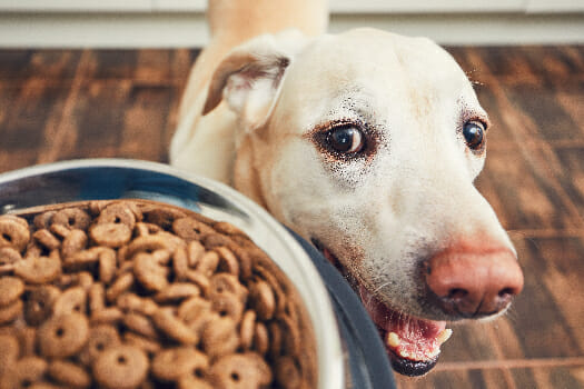 Pet Nutrition - Dog with Food Bowl