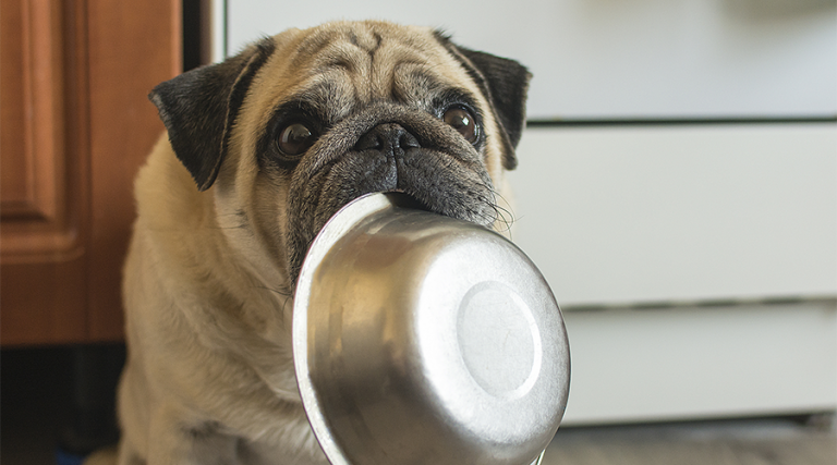  Pug with empty food bowl
