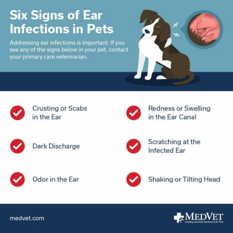 six signs of ear infection in dogs