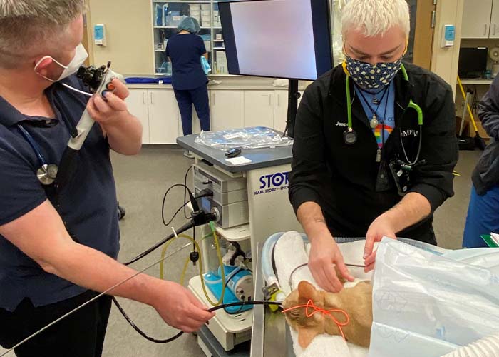 Gastrointestinal Endoscopy in Dogs and Cats MedVet