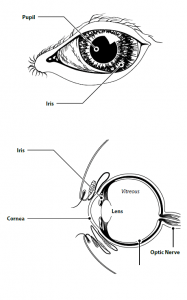 Diagram of the eye