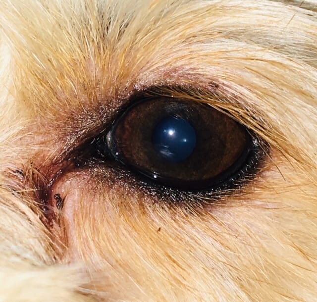 Bright eyes for dogs tear outlet stains