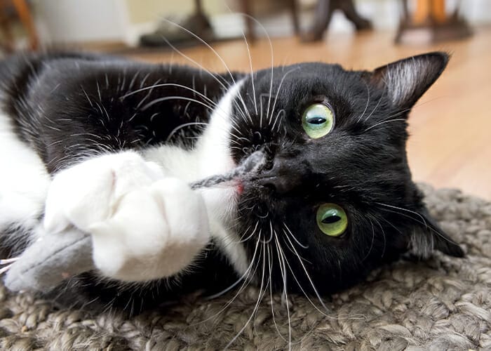 Foreign Object - Cat chewing on a string