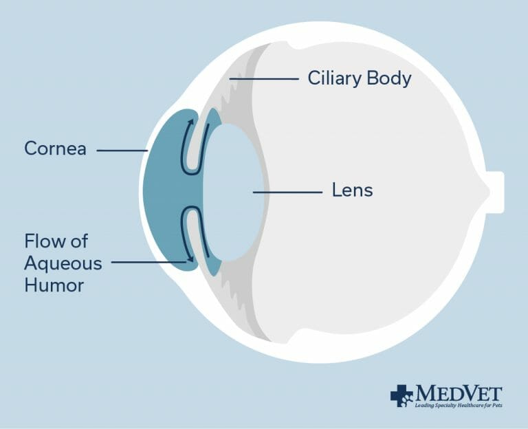 Pet Eye Diagram