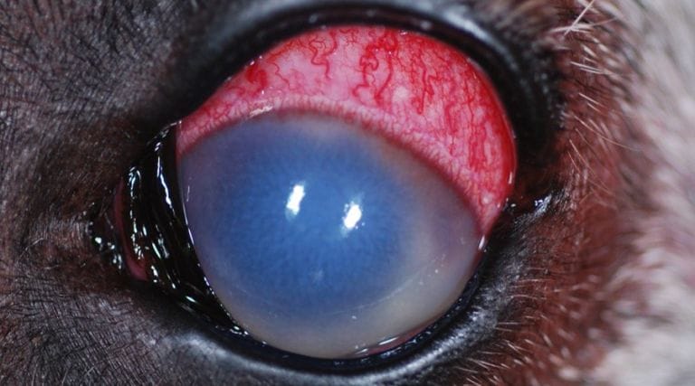 Pet eye with glaucoma