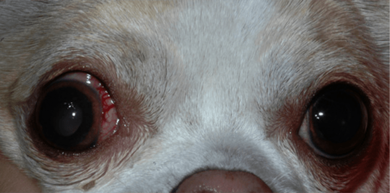 Dog with glaucoma 