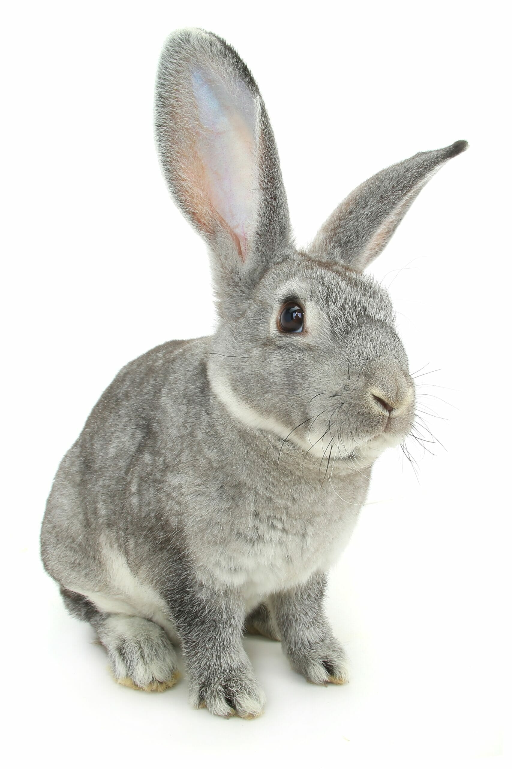 gray rabbit on a white background