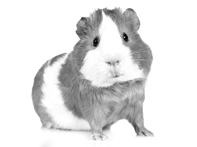 Gray and white guinea sales pig