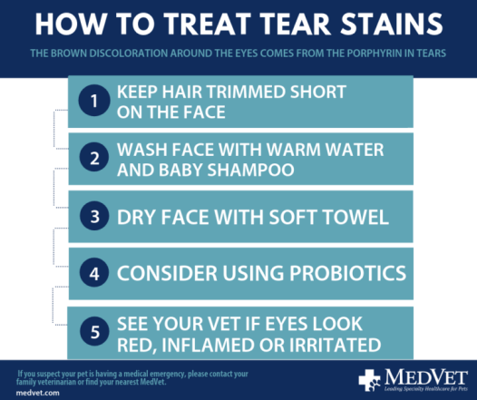 How to Treat Tear Stains in Dogs