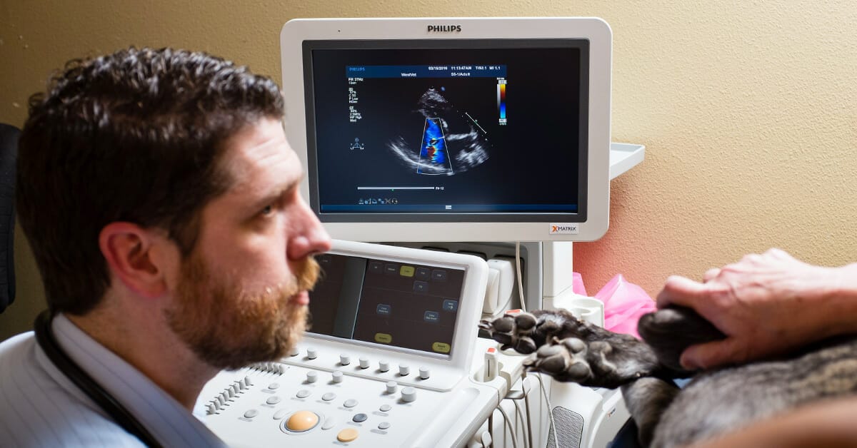 Echocardiography for Dogs & Cats