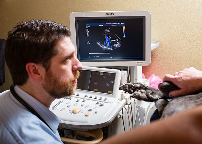 Doctor performing and Echocardiogram on a dog.