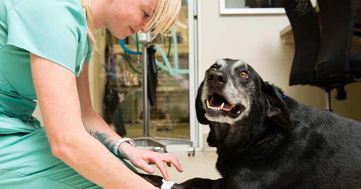 MedVet Blog How Dialysis Can Help Your Pet