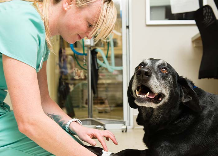 How Dialysis Can Help Your Pet - Happy Dog with Tech