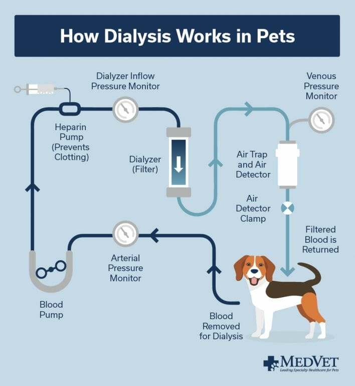 How Dialysis Can Help Your Pet - How Dialysis Works in Pets