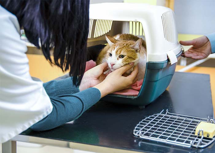 How to Help Your Cat Have Stress-Free Vet Visits - Cat in carrier at vet