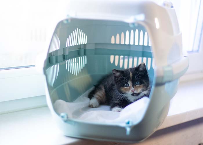 How to Help Your Cat Have Stress-Free Vet Visits - Kitten in carrier