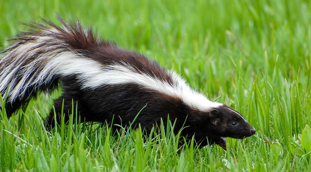 How to Remove Skunk Odor From Your Pet