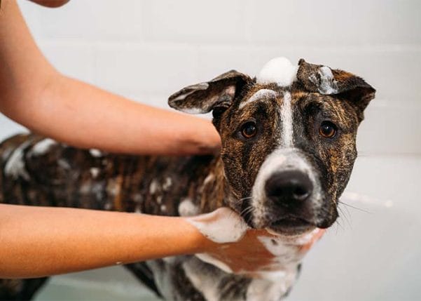 Person giving a dog a bath