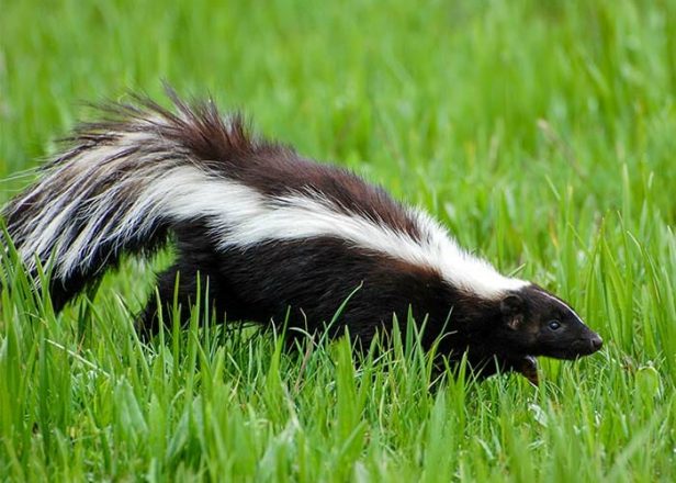 Skunk in grass
