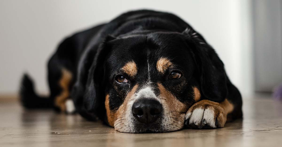How to Tell If Your Pet Is in Pain and What You Can Do to Help