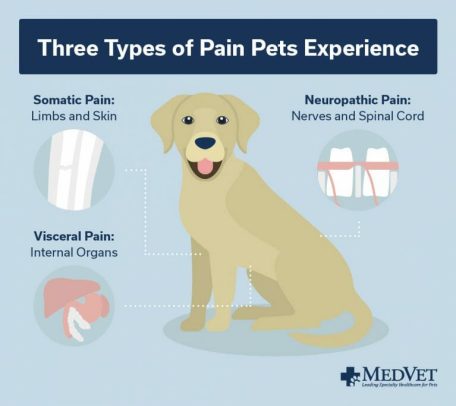 How to Tell If Your Pet Is in Pain and What You Can Do to Help - Three Types of Pain Pets Experience