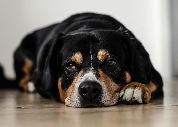 How to Tell If Your Pet Is in Pain and What You Can Do to Help - Uncomfortable Dog