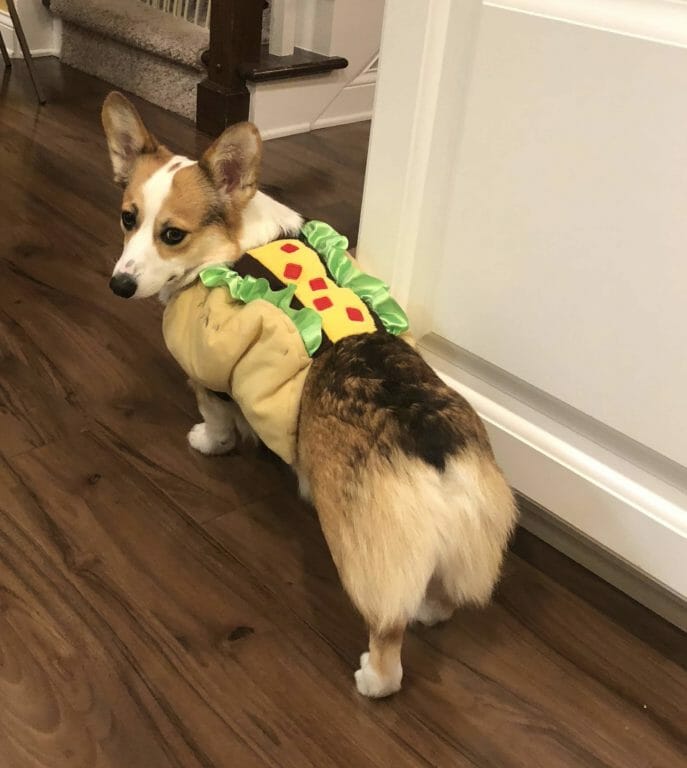 Noodle the corgi is dressed up as a taco 
