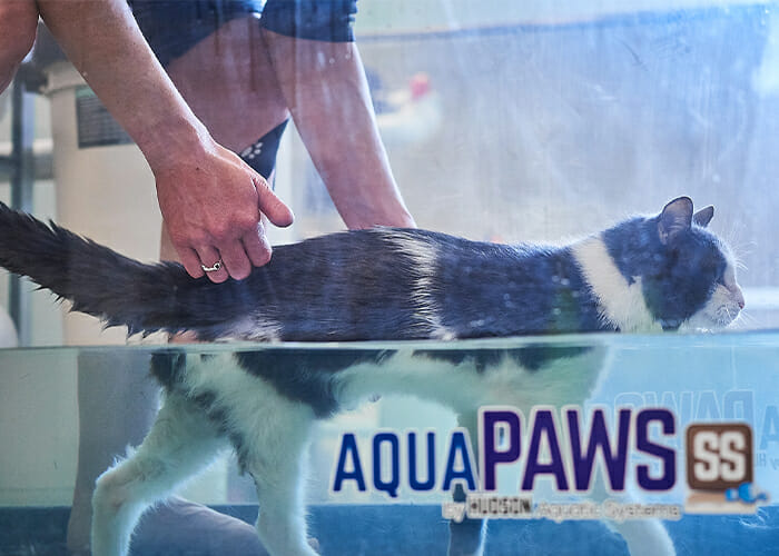 Managing Arthritis in Cats and Dogs - Cat walking on water treadmill